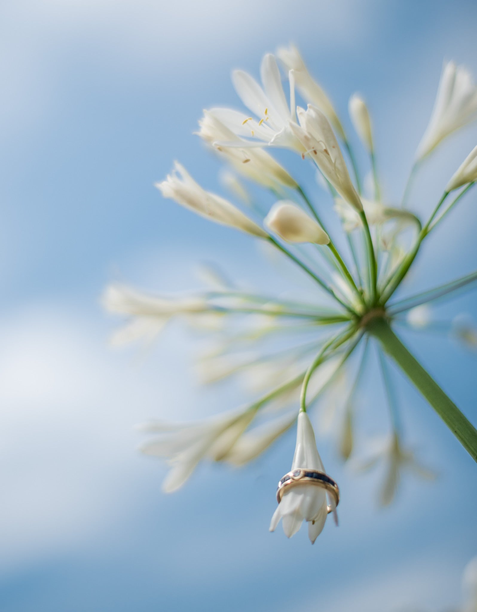 Le bleuet — 4